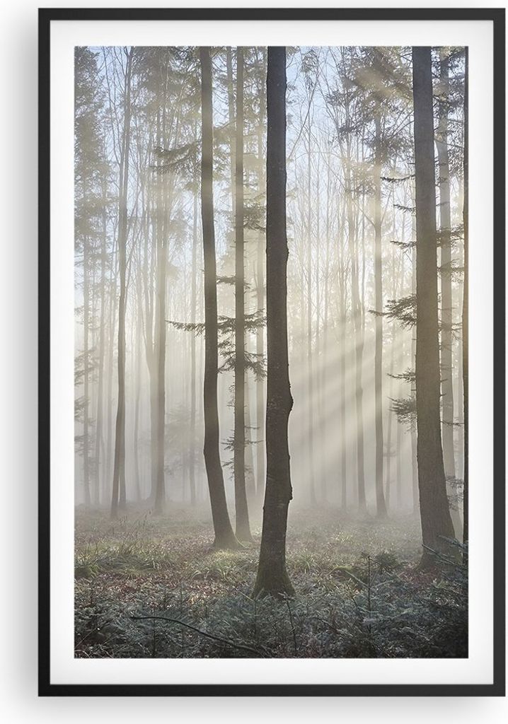 Gerahmtes Poster - Schwarzer Rahmen - Wald Baum Natur - 61x91,5 cm - Wand Bild - Wanddeko - Wandbilder - Kunstposter - Wandposter - Bilderrahmen - ...