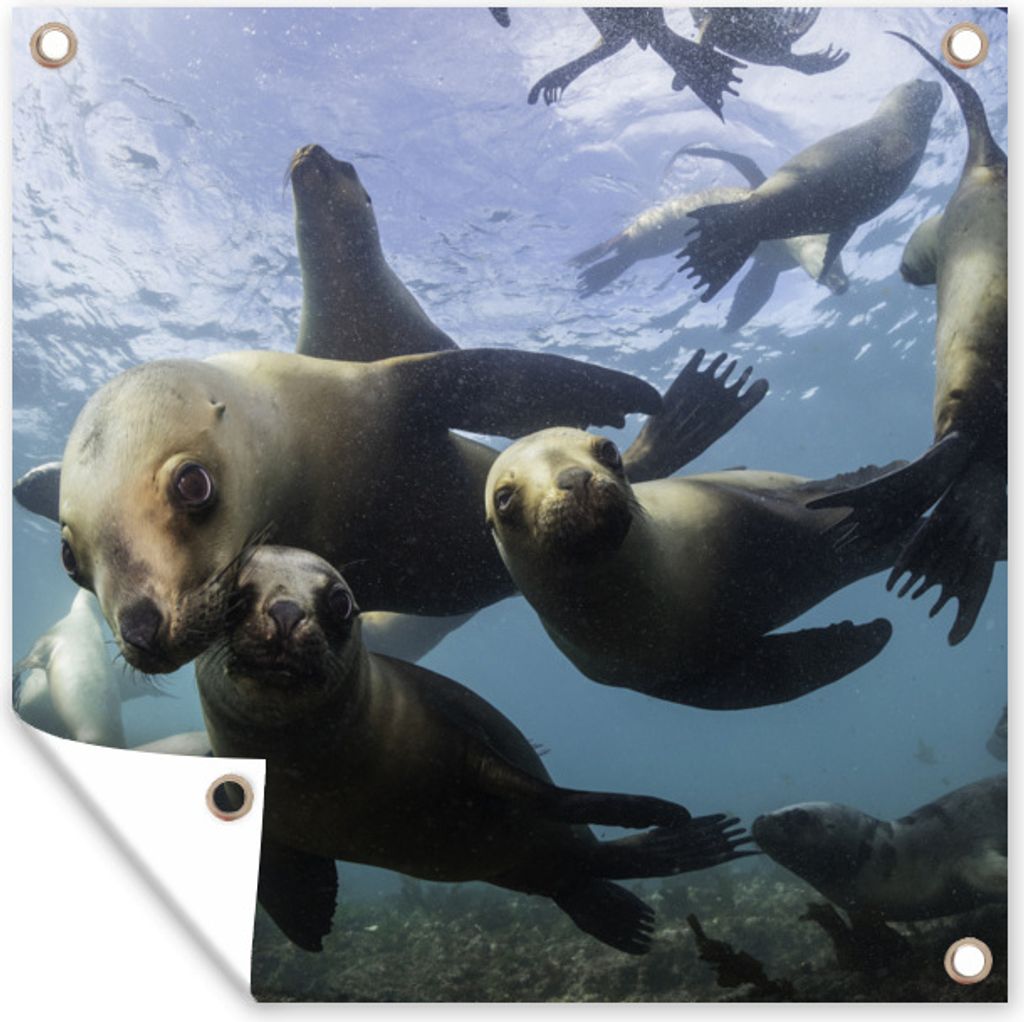 MuchoWow 50x50 cm Outdoor-Poster Gartendeko Sichtschutz Garten Poster für den Garten Seelöwe - Wasser - Kamera