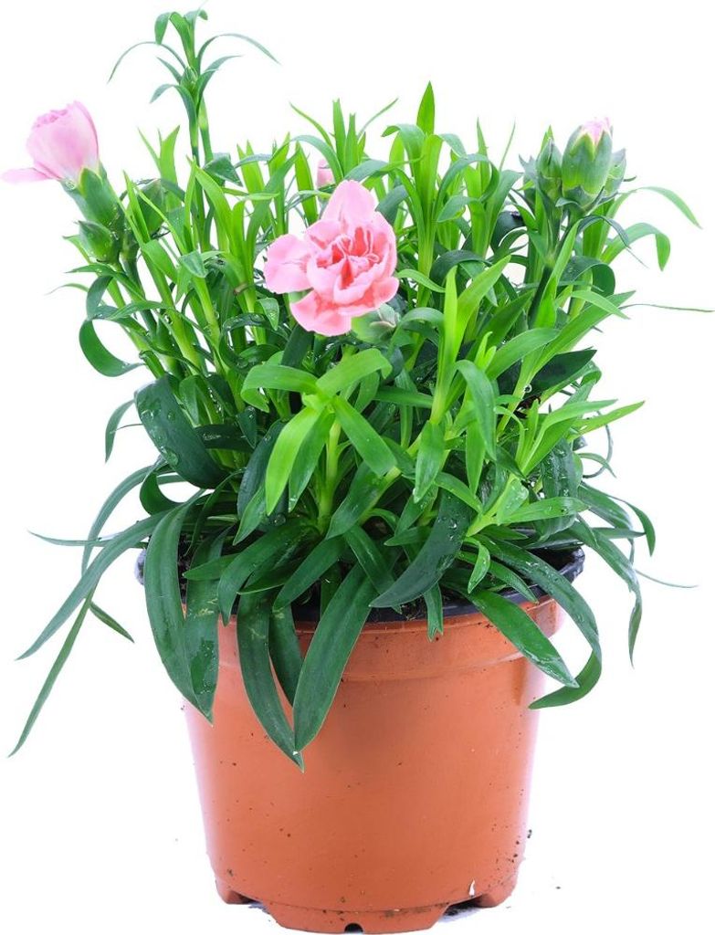 Enseleits Nelken Pflanze rosa im Topf aus eigener Gärtnerei