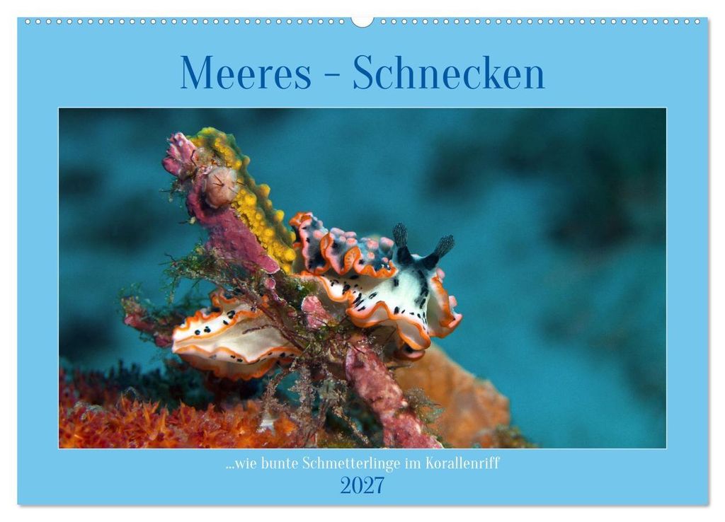 Meeres-Schnecken (Wandkalender 2027 DIN A2 quer), CALVENDO Monatskalender