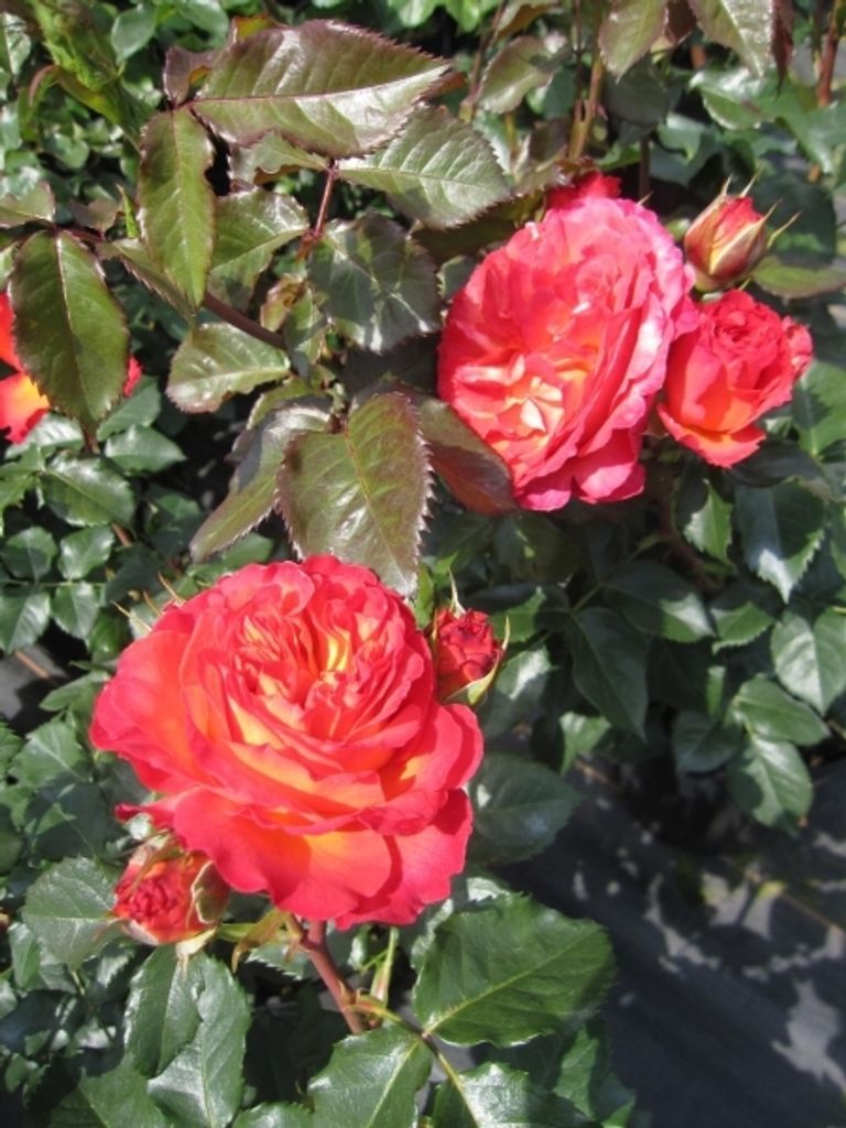 Rosa Vulcano - Edelrose Vulcano - Kordes Rose - ADR Rose