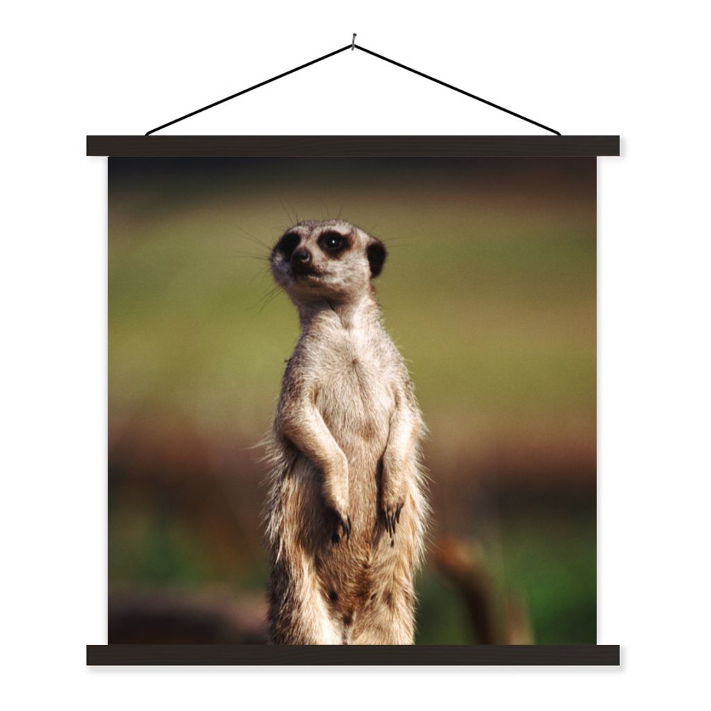 MuchoWow Textilposter Erdmännchen - Tier - Spiel 60x60 cm mit schwarzem Rahmen - Posteraufhänger