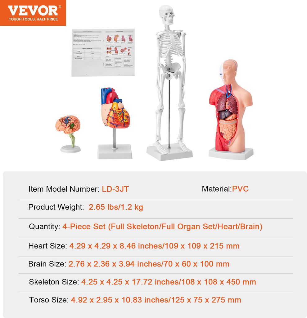 VEVOR 4-teilige Menschliche Anatomiemodelle Menschlicher Produktbild 7