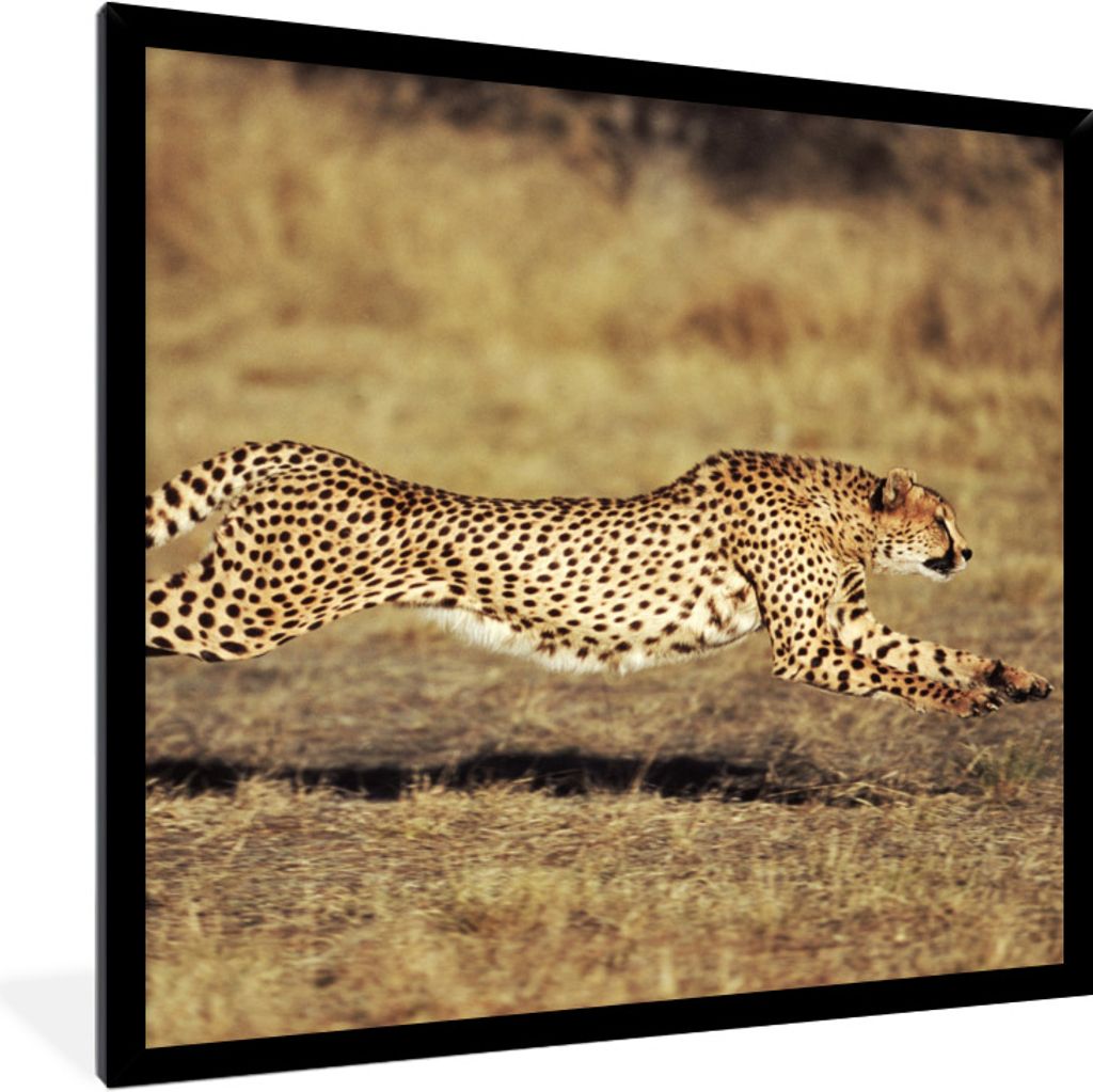 MuchoWow Gerahmtes Poster Vorderansicht eines weiblichen Geparden 40x40 cm - Poster mit Schwarzem Bilderrahmen Wandposter Rahmen Foto Bilder - Mi...