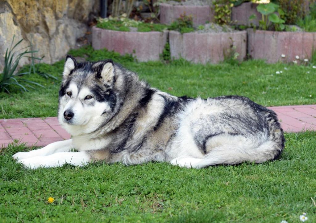 hansepuzzle 30870 - Huskie Puzzle, 260 Teile, Tierwelt, 41,0 x 28,0cm mit hochwertiger Aufbewahrung, Kartonbox und wiederverschließbarem Beutel