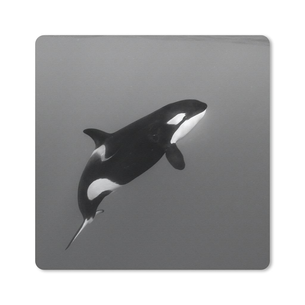 MuchoWow Mauspad Mousepad Orca - Wasser - Tiere 30x30 cm - Mousepads - Maus Mat - Pad - Mausunterlage - Gaming
