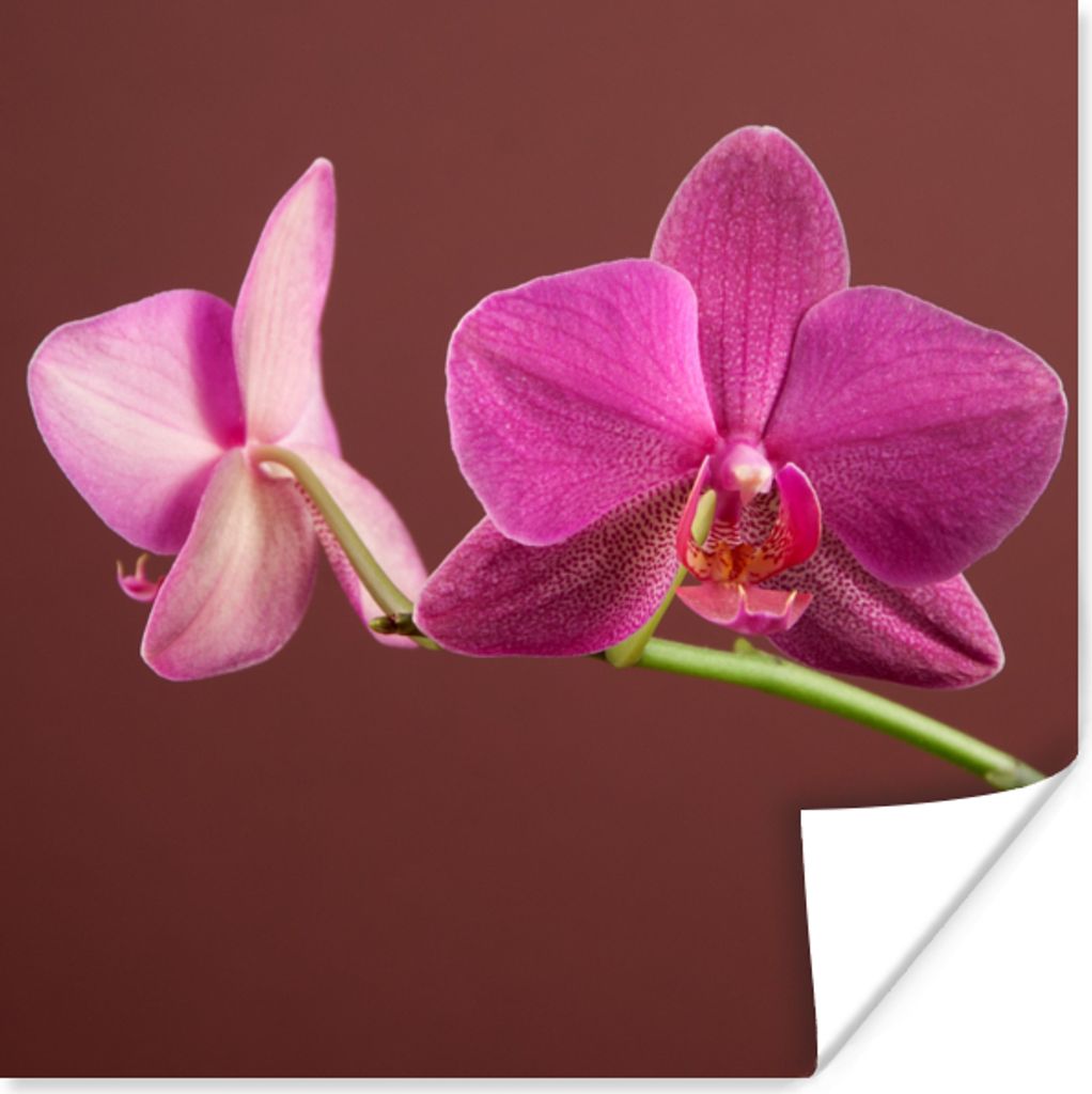 MuchoWow Poster Blumen - Orchideen - Rosa 50x50 cm - Wohnzimmerdekoration