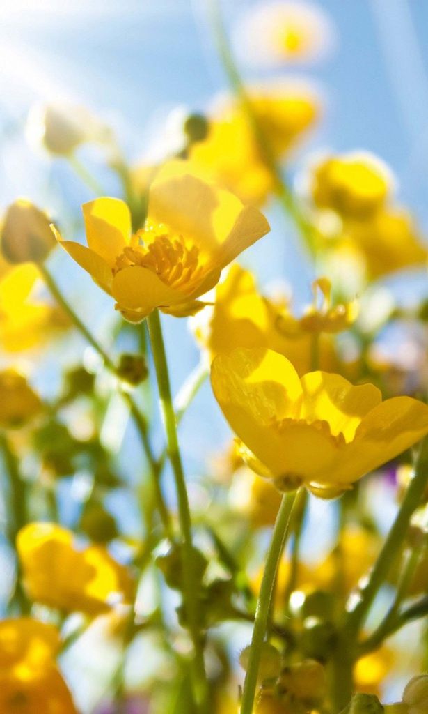 Fototapete - Yellow Flowers 150x250cm - Vliestapete