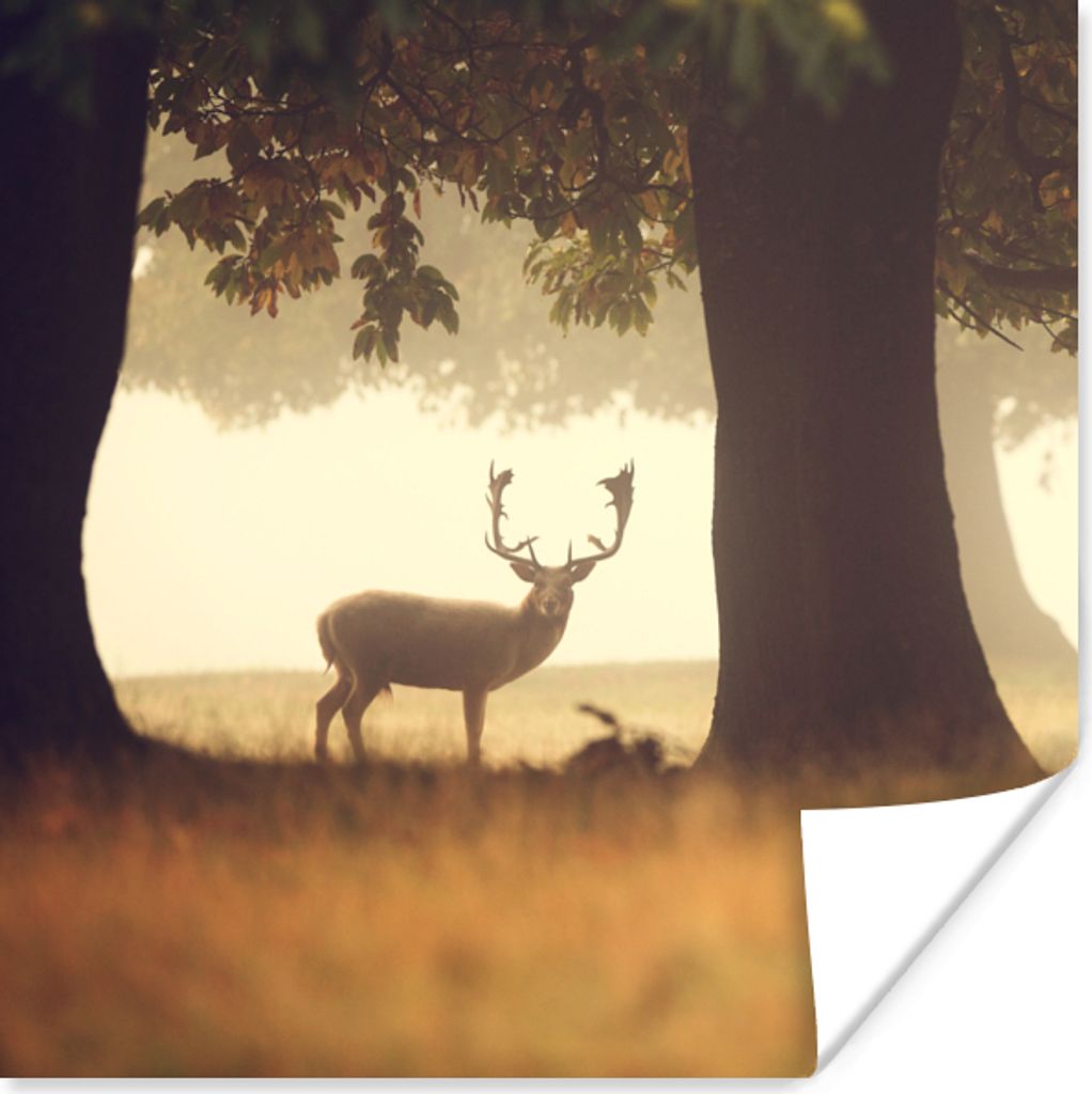 MuchoWow Poster Hirsche - Bäume - Wald 50x50 cm - Wohnzimmerdekoration