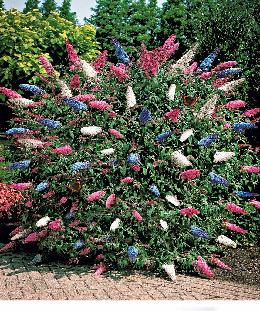 BALDUR Garten Sommerflieder 'Papillion Tricolor', 1 Produktbild 1