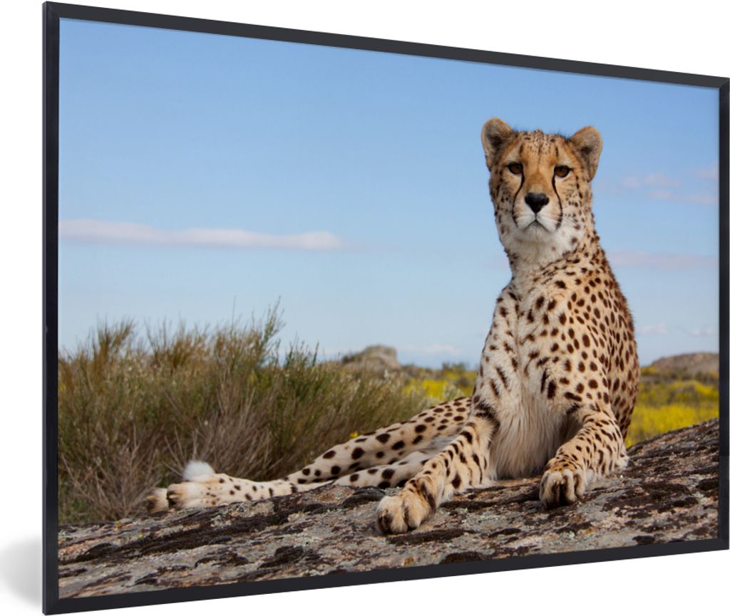 MuchoWow Gerahmtes Poster Leopard - Tiere - Natur 30x20 cm - Poster mit Schwarzem Bilderrahmen Wandposter Rahmen Foto Bilder - Kunstdruck - Bild-...