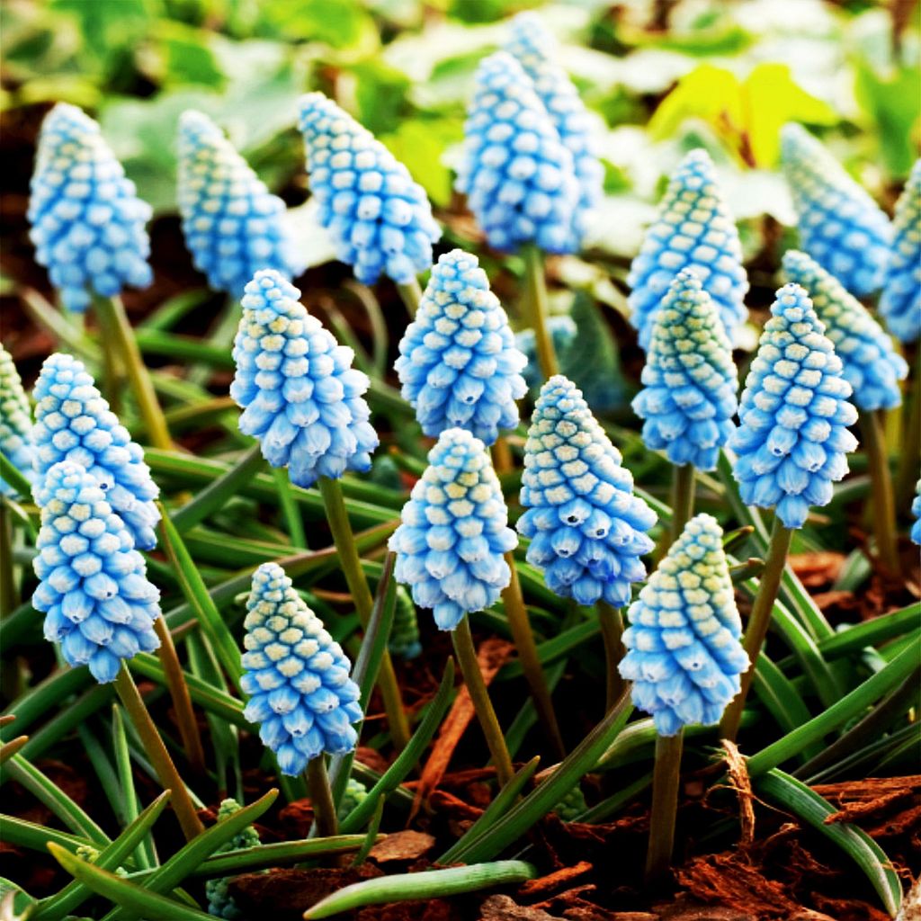 Muscari Kvetinové Cibuľky Cibuľky Kvety Hroznový Hyacint Obrázok produktu 
