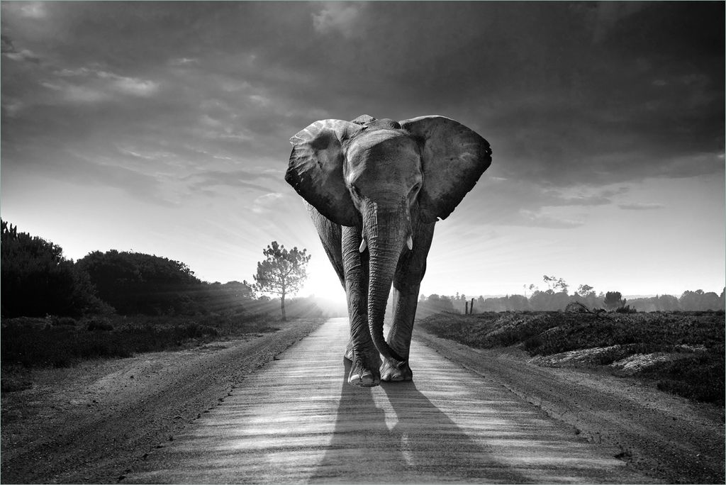 Wallario Premium Vliestapete Fototapete Elefant bei Sonnenaufgang in Afrika schwarzweiß in der Größe 400 x 267 cm, extra dick, wird in 5 Teilen ...