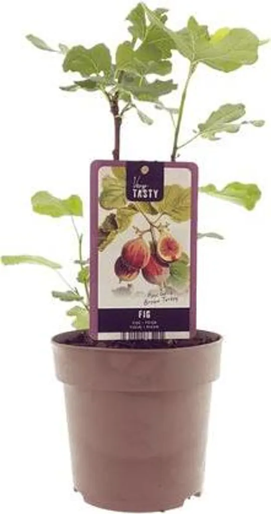 Figuier d'intérieur Ficus Brown Turkey 40cm Plante Tropicale Décorative