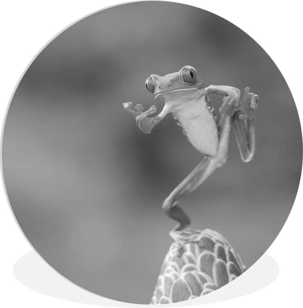 MuchoWow Rundes Wandbild - Runde Bilder Der rotäugige Laubfrosch in Costa Rica in schwarz-weiß Ø 90 cm Kreis Wanddekoration Kunststoff - Wandk...