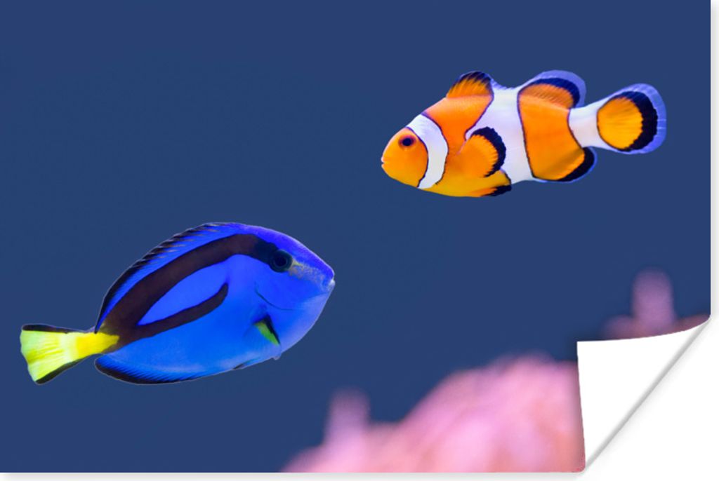 MuchoWow Poster Fische - Wasser - Clownfisch 90x60 cm - Schlafzimmer