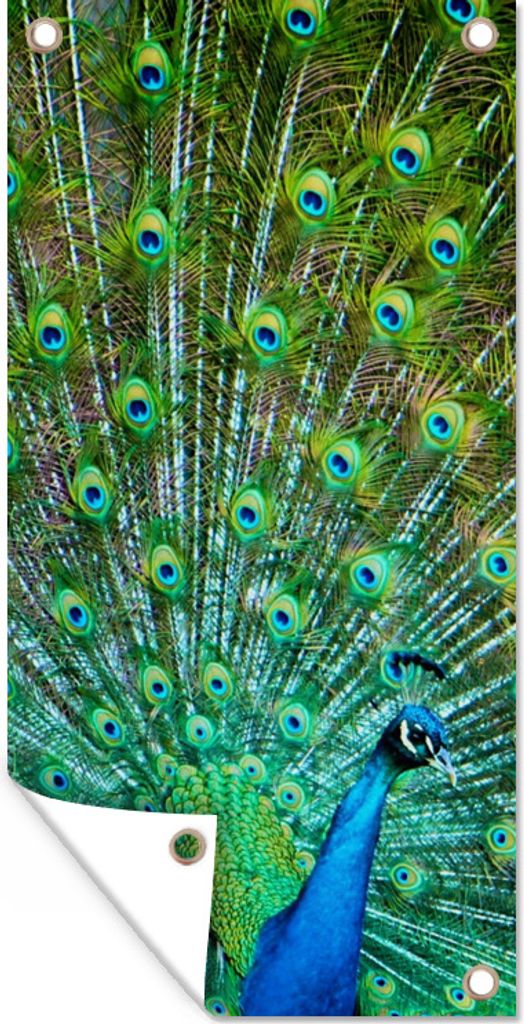 MuchoWow 80x160 cm Outdoor-Poster Gartendeko Sichtschutz Garten Poster für den Garten Pfau mit blau-grünem Gefieder