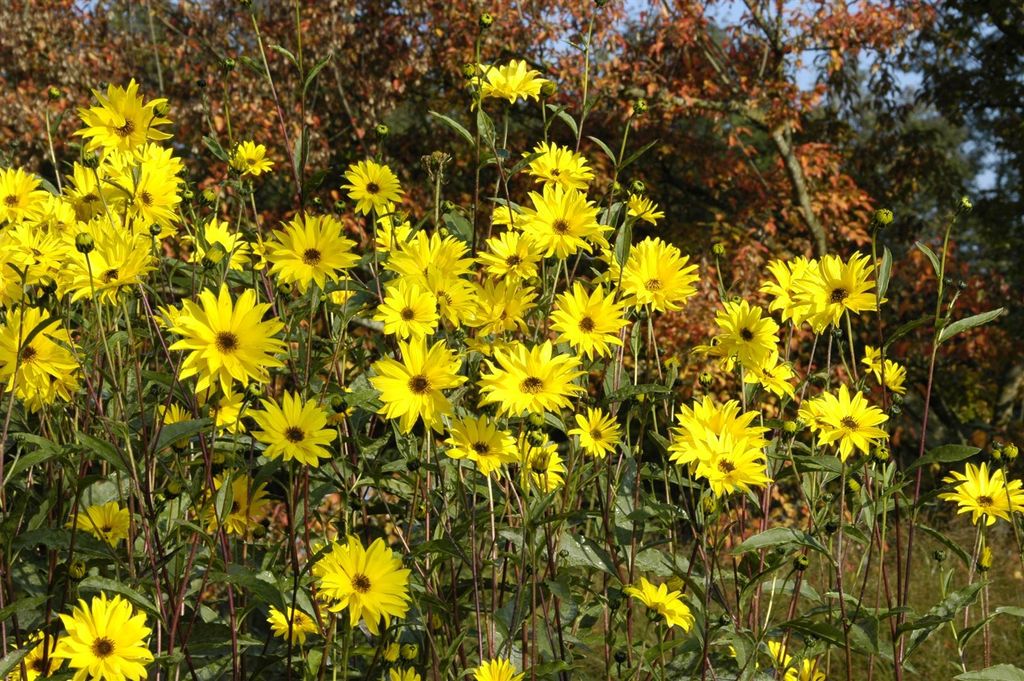 Helianthus atrorubens, Sonnenblume, gelb, ca. 11x11 cm Topf Produktbild 