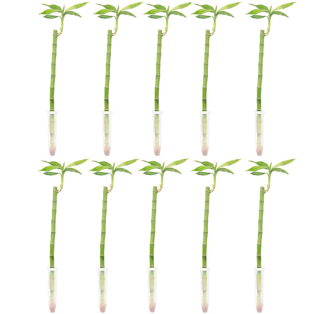 Flowerbox, 10er-Set Glücksbambus - Lucky Bamboo