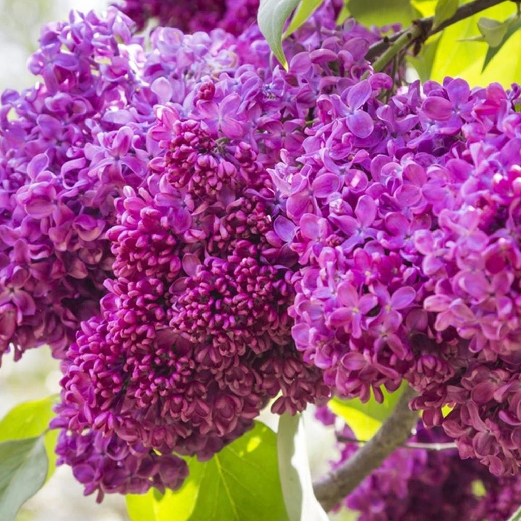 Lillà nobile  - Syringa vulgaris 'Charles Joly'  | 40-60 cm Immagine del prodotto 