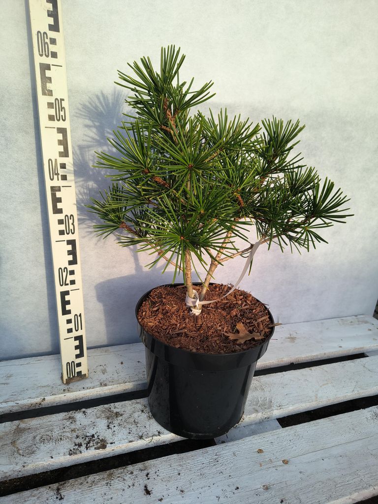 Sciadopitys verticillata 'Nettie' 50–70 cm Japanische Schirmtanne immergrün
