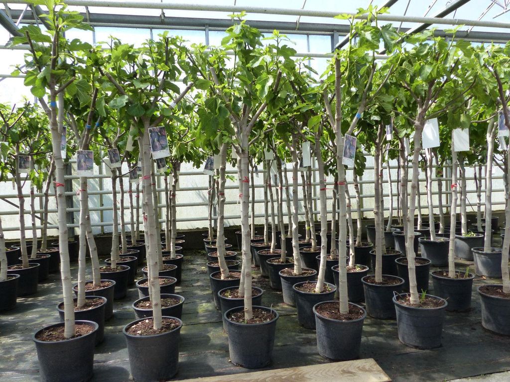 Feigenbaum 150-180 cm Obstbaum winterhart kräftiger Stamm, Produktbild 