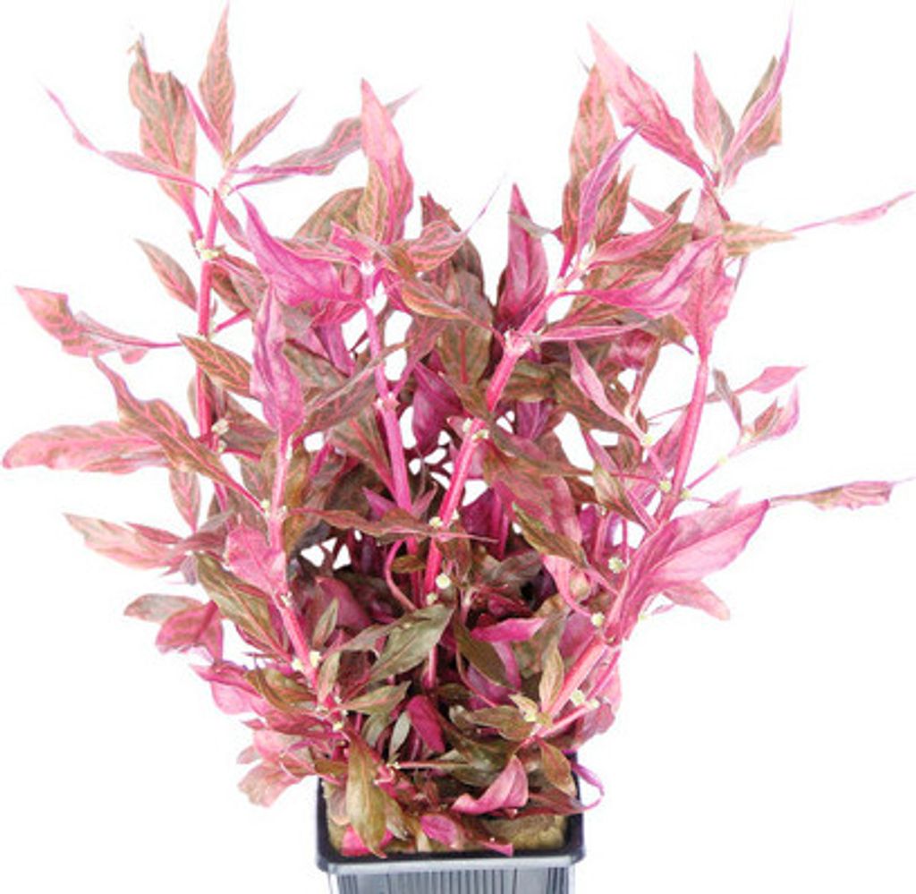 Papageienblatt Red Ruby - Alternanthera reineckii Red Ruby XXL