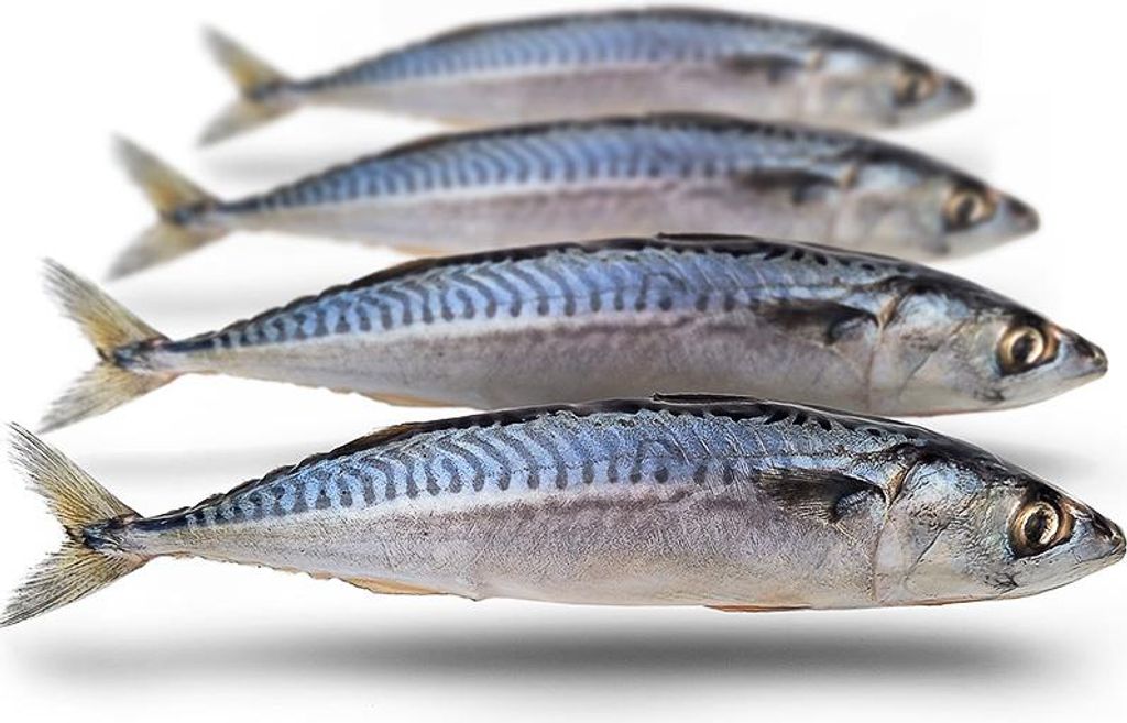 Köderfische Makrele Mittelgroß - Vakuumverpackt | 25-30CM | Produktbild 