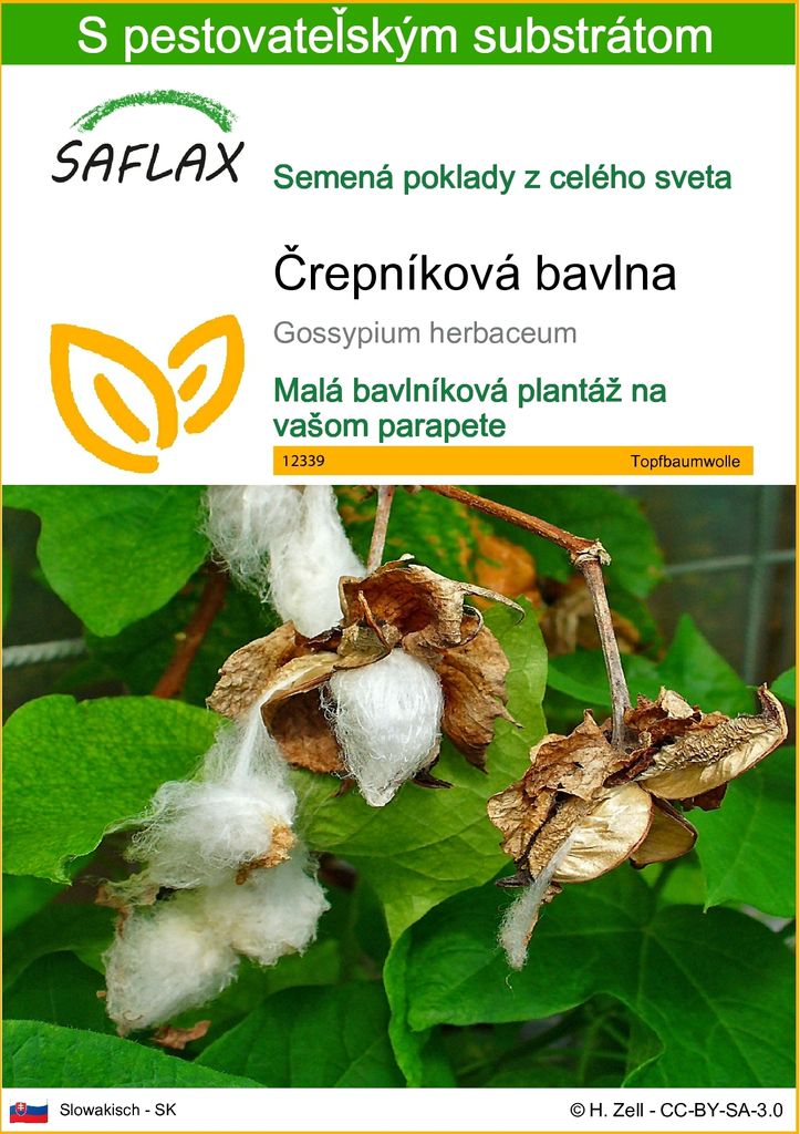 SAFLAX - črepníková bavlna - Gossypium herbaceum - 12 Obrázok produktu 