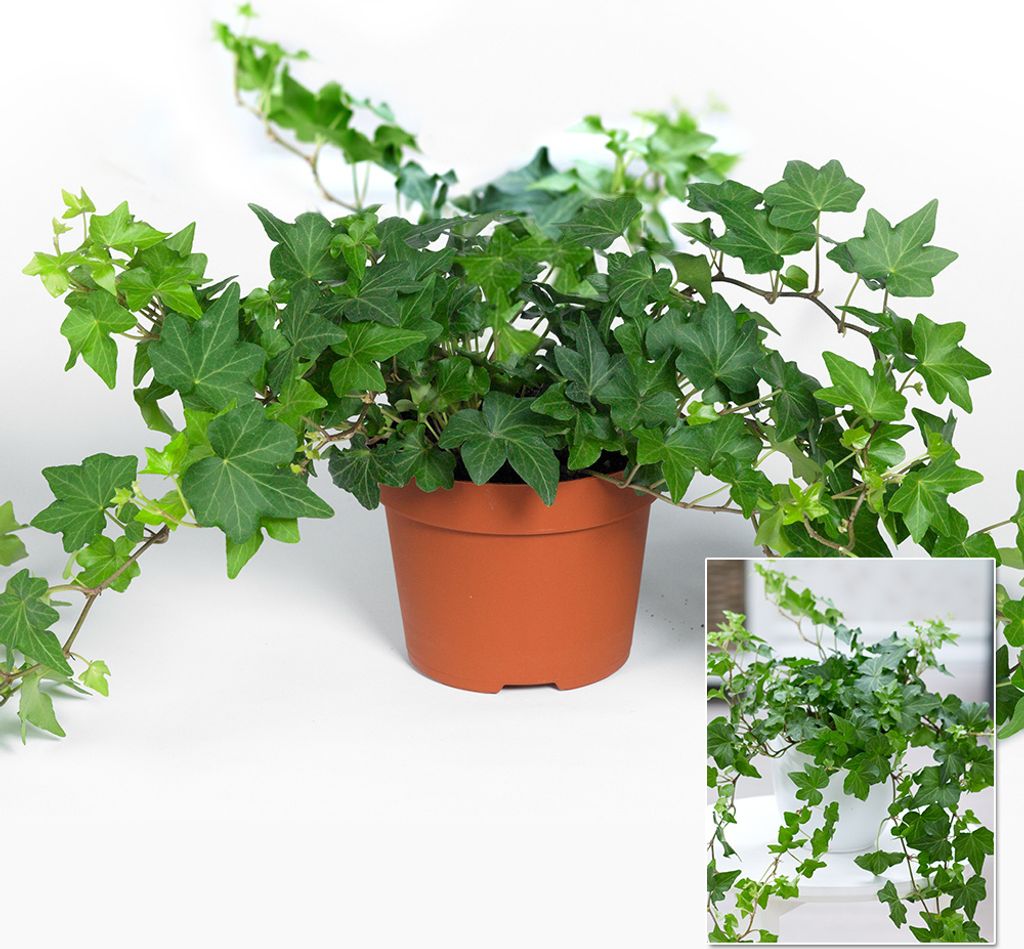 BALDUR Garten Efeu, 1 Pflanze, Luftreinigende Produktbild 2