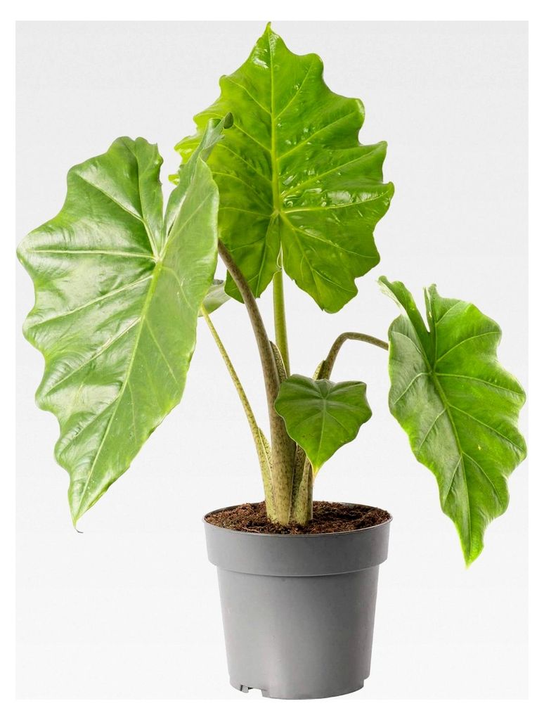 Alocasia Portodora, große exotische Zimmerpflanze, immergrün und hochwachsend