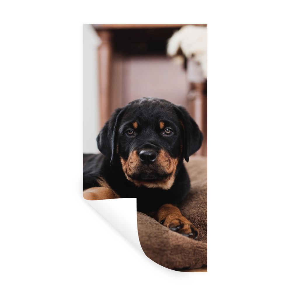 MuchoWow Wandtattoo Wandsticker Wandaufkleber Rottweiler-Welpe liegt auf einem weichen Kopfkissen 60x120 cm Selbstklebend und Repositionierbar - ...