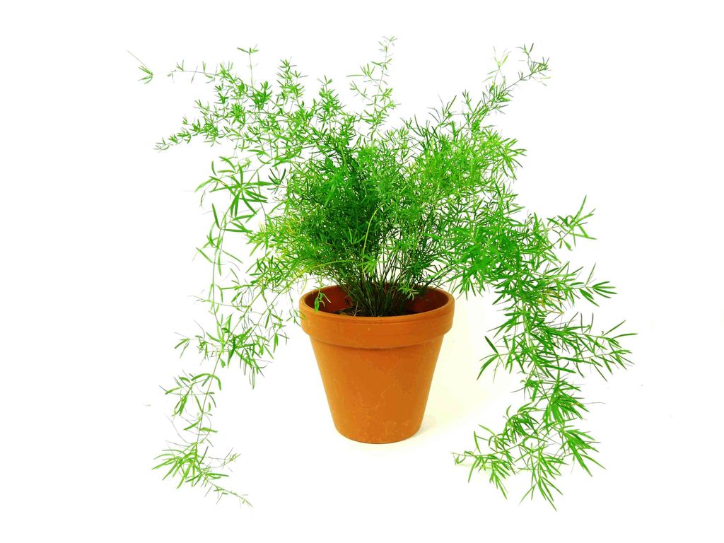 Gardners Asparagus densiflorus sprengeri, průměr 12 cm Obrázek produktu 