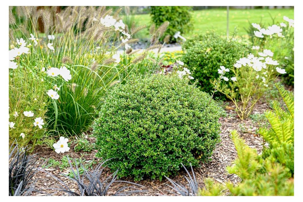 Ilex crenata 'Glorie Gem' Kugel 25-35 cm (Buchsbaum Ersatz/Immergrün/Winterhart/Mehrjährig) Japanischer Berg Ilex - Zeitlose Schönheit für Ihre...