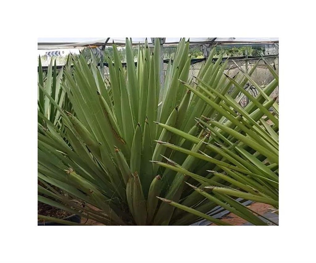 10x Yucca faxoniana Faxon Yucca Garten Kaufland.de