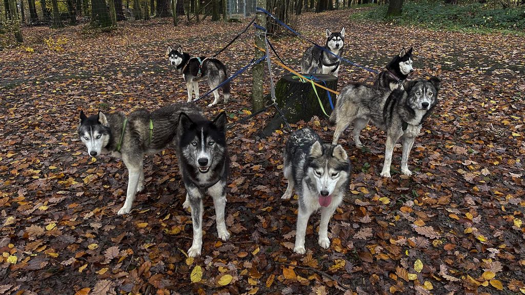 Jochen Schweizer Husky Wanderung Karlsruhe; Erlebnis verschenken oder selbst erleben; Gutschein gültig für 2 Personen Gruppengröße: 2-5 Personen