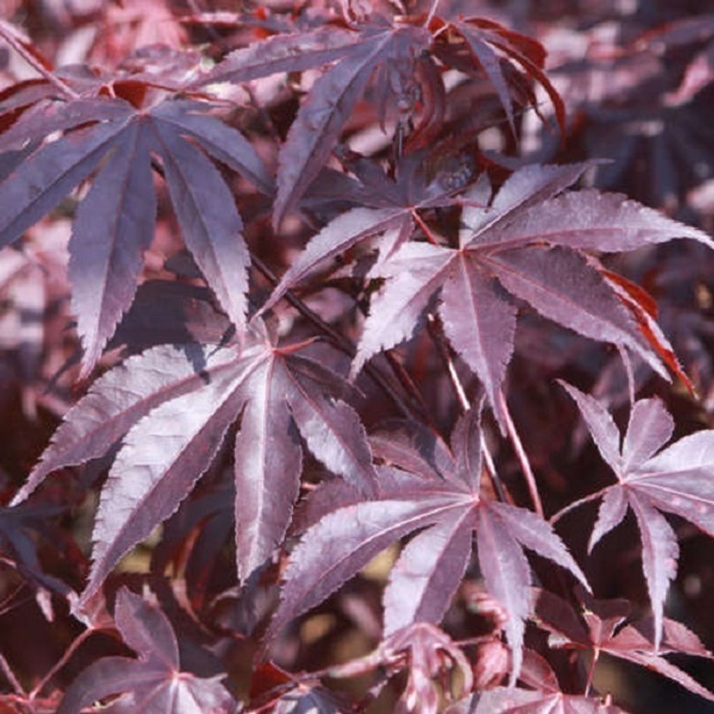 Javor japonský  - Acer palmatum 'Bloodgood'  | 50-60 cm v Obrázok produktu 