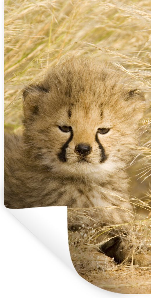 MuchoWow Wandtattoo Wandsticker Wandaufkleber Gepard - Jung - Gras 40x80 cm Selbstklebend und Repositionierbar - Repositionierbar - Wasser abweisend