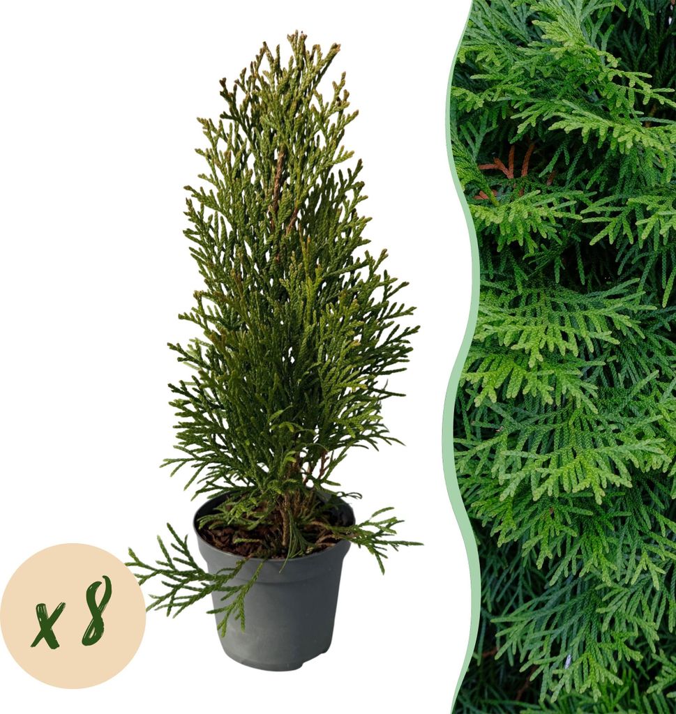 GreenboutiQ - Heckenpflanzen - Thuja occidentalis Smaragd - Blatt grün - 8 Pflanzen - 1 laufender Meter - immergrün - Topf 9cm Höhe 30-35cm