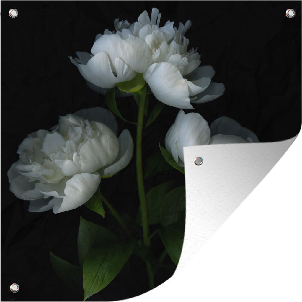 MuchoWow 100x100 cm Outdoor-Poster Gartendeko Sichtschutz Garten Poster für den Garten Weiße Pfingstrosen mit schwarzem Hintergrund