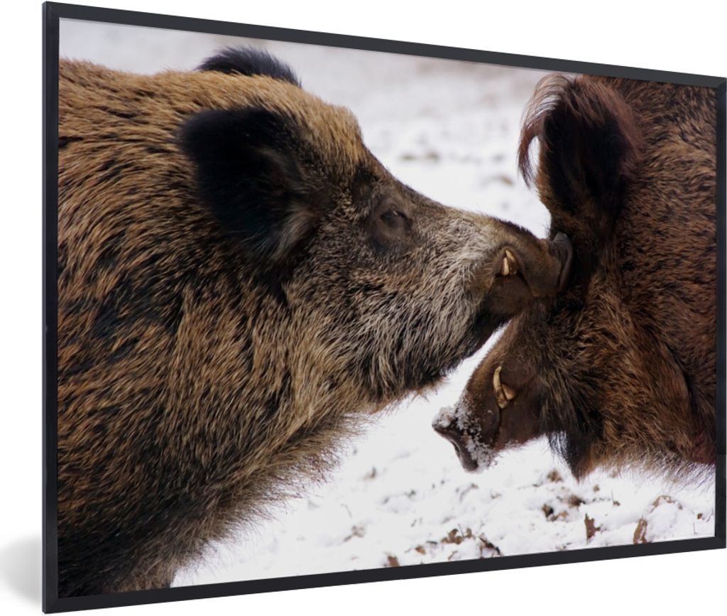 MuchoWow Gerahmtes Poster Wildschwein - Tier - Schnee 60x40 cm - Poster mit Schwarzem Bilderrahmen Wandposter Rahmen Foto Bilder - Printing - Wan...