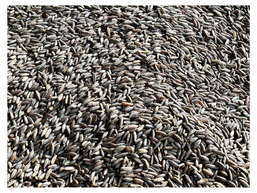 5 kg Roggen Brotroggen Futterroggen Fischfutter Regional Rheinhessen aus der Layenmühle