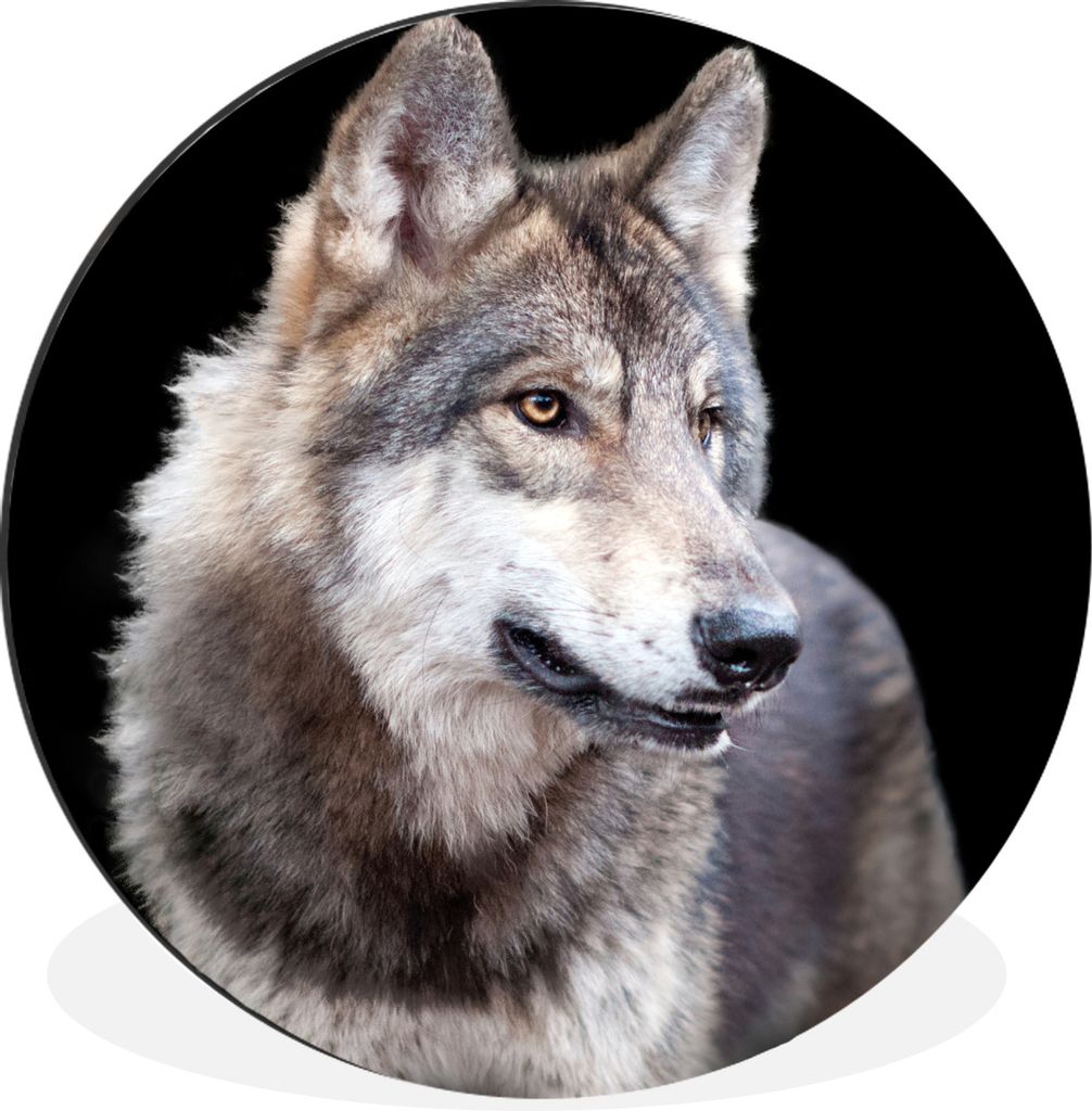 MuchoWow Aluminium Wandkreis Grauer Wildwolf Ø 60 cm Wanddeko Modern Wohnzimmer - Wand Kreis - Wandbild - Schlafzimmer - Aluminium Bild - Kinder...