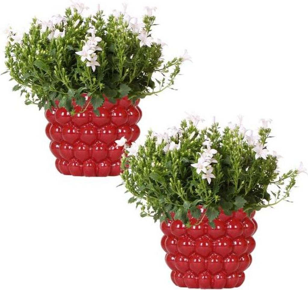 Glockenblume Campanula Ambella White 2 Pflanzen im 12cm Berry Dekotopf dekorativ