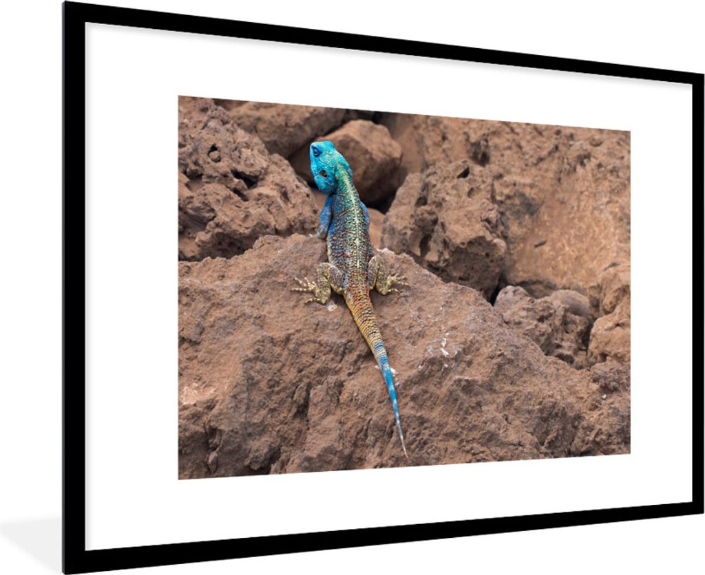MuchoWow Gerahmtes Poster Eine Feuerechse auf den Felsen 90x60 cm - Poster mit Schwarzem Bilderrahmen Wandposter Rahmen Foto Bilder - Wanddekorat...