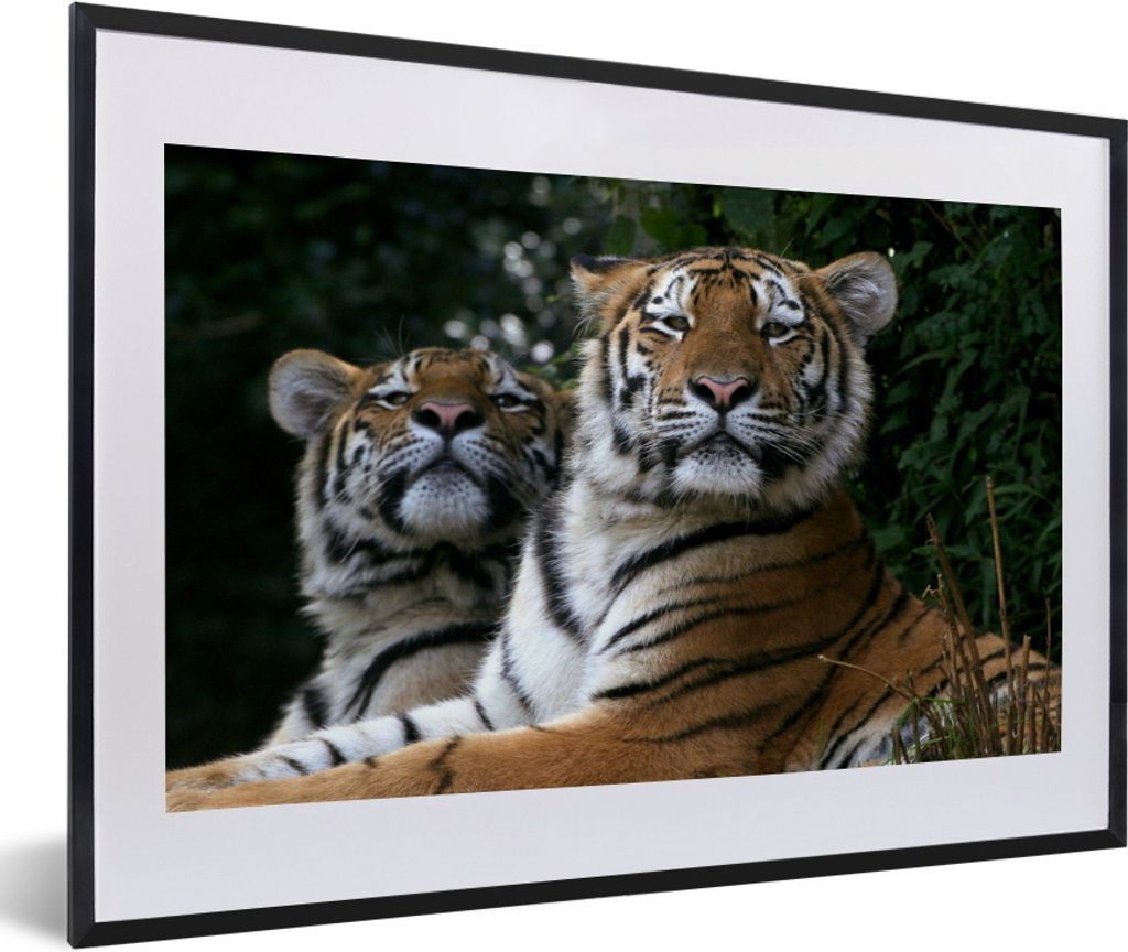 MuchoWow Gerahmtes Poster Tiger - Wald - Köpfe 60x40 cm - Poster mit Schwarzem Bilderrahmen Wandposter Rahmen Foto Bilder - Schlafzimmer - Plaka...