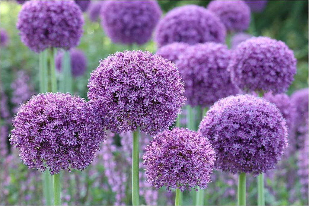 Stauden Gänge 10 x Allium 'Gladiator' im 1 Liter Topf - Riesen Zierlauch - Majestätische Präsenz für jeden Garten - Bienenfreundlich - Pflegele...
