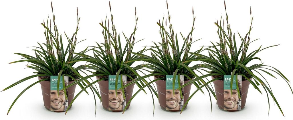 GreenboutiQ - Ziergräser - Carex morrowii Irish Green - Produktbild 