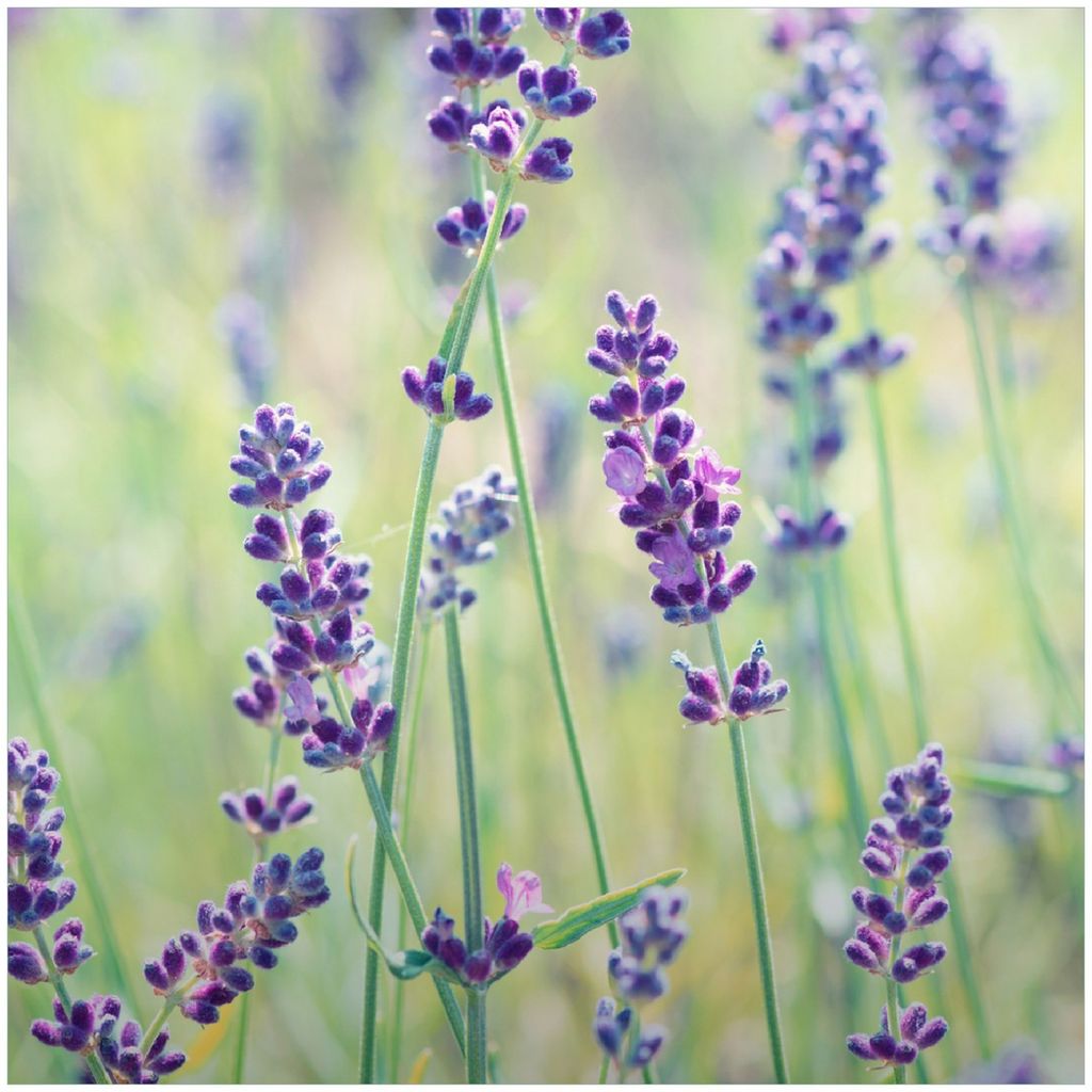 Wallario Premium Glasbild, freischwebende Optik, kräftige Farben, Größe 30 x 30 cm Motiv Lila Blumenfreude - Violette Pflanzen auf der Wiese