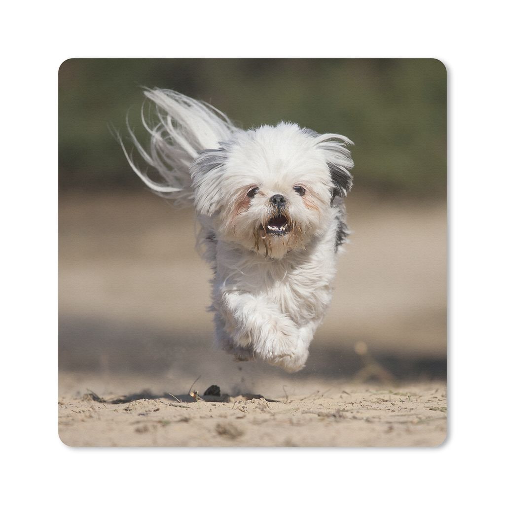 MuchoWow Mauspad Mousepad Ein Shih Tzu Hund schwebt mit seinen Beinen über dem Boden 20x20 cm - Mousepads - Maus Mat - Pad - Mausunterlage - Des...